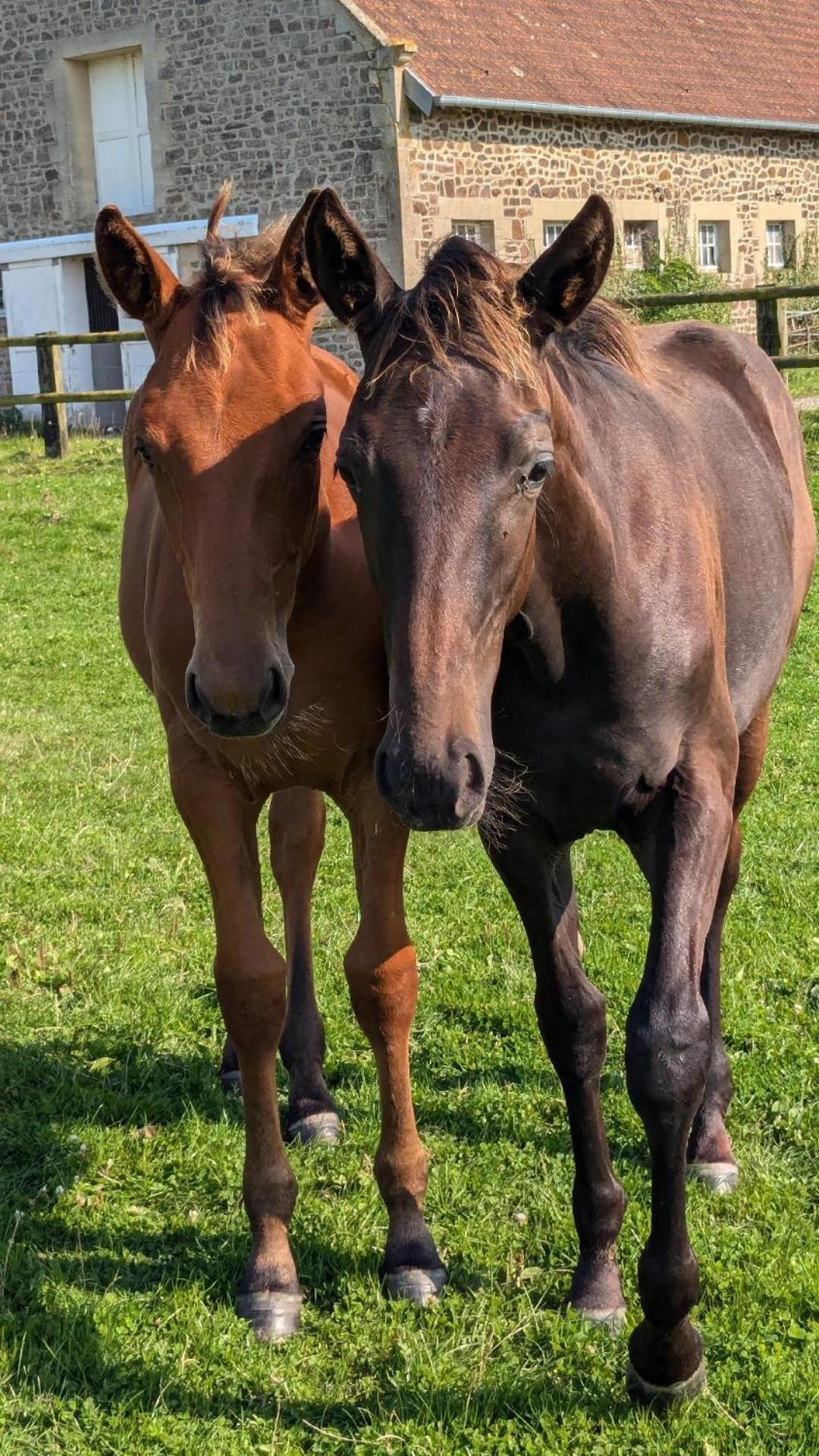 Hébergement de vacances Le Du Haras D'havetot Anctoville